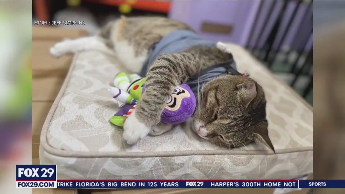 TikTok famous cat draws visitors to New Jersey Home Depot